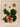Affiche «Abricots»