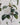 Affiche «Fleurs»
