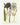 Affiche «Iris»