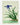 Affiche «Iris – Le grand jardin» 