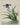 Affiche «Iris – Le grand jardin» 