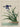 Affiche «Iris – Le grand jardin» 