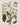 Affiche «Jasmin des Indes»