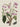 Affiche «Jasmin des Indes»