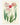 Affiche «Tulipes»