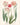 Affiche «Tulipes»