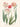 Affiche «Tulipes»