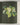 carnet arbres